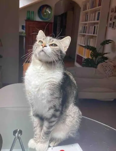 Grace's 斯培西亚